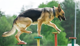 Service Dog Training